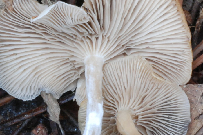 Clitocybe metachroa